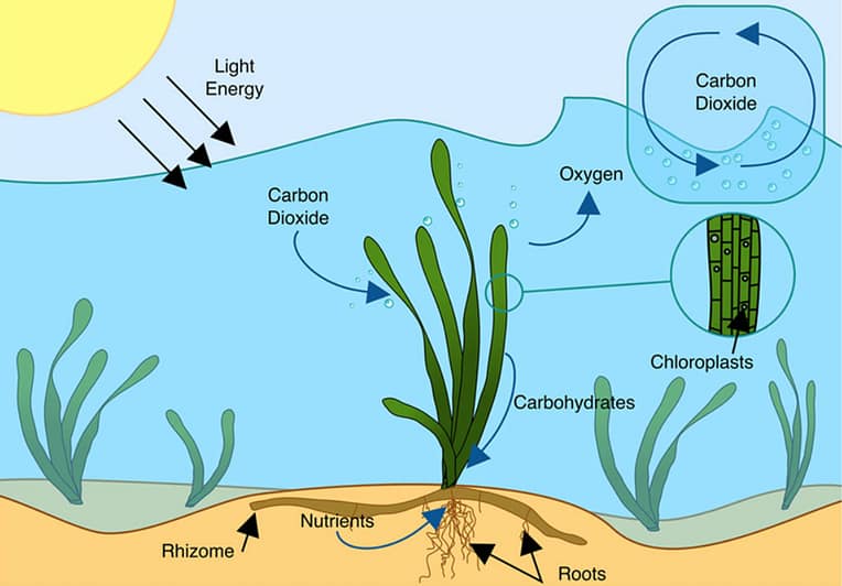 Photosynthesis